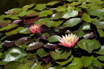 ピンクのスイレンの花
