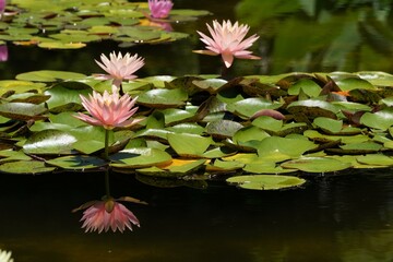 水面に咲くスイレンの花