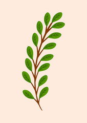 Branch with green leaves of a plant or tree. Element for postcard, poster, ad, decor, fabric and other uses. Vector isolated illustration of deorative greenery.