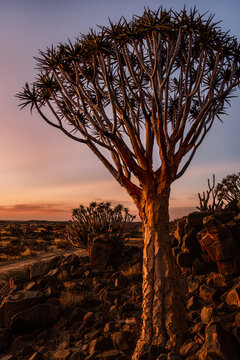 Quiver tree (Aloe Dichotoma) forest at sunset, Keetmanshoop, Namibia. A recognized Namibia landmark.