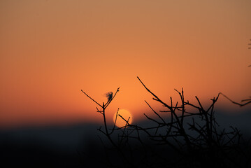 Branche au coucher de soleil