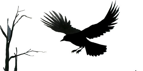 Black silhouette of a flying bird on white background. - obrazy, fototapety, plakaty