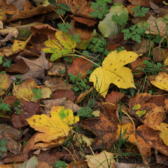 Golden maple leaves on the ground.
