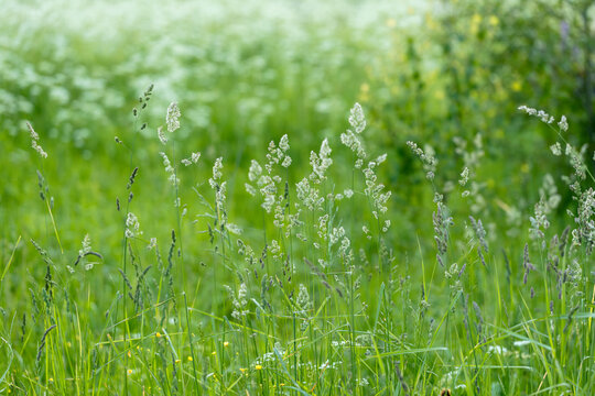 Abstract summer background with fresh green grass hedgehog cereals, Dactylis glomerata