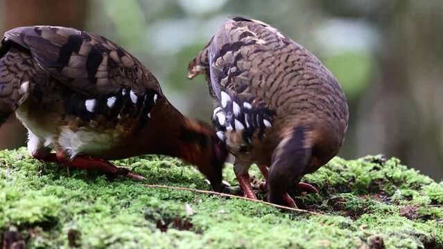 Nature wildlife footage of bird red-breasted partridge also known as the Bornean hill-partridge It is endemic to hill and montane forest in Borneo