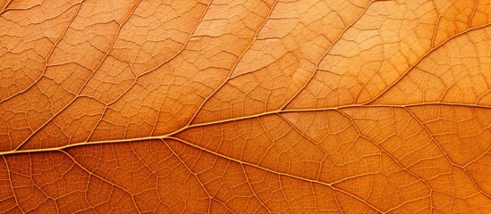 Autumn leaf with brown texture up close
