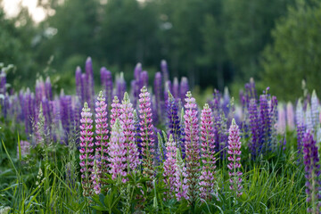 Lupine flowers in a foggy field during sunset in the Moscow region