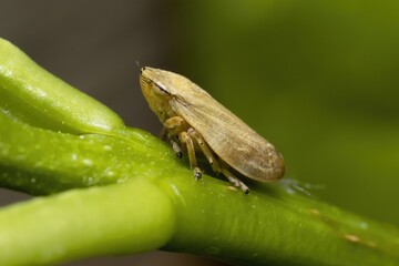 Philaenus spumarius, the meadow froghopper or meadow spittlebug macro photo, isolated outdoor