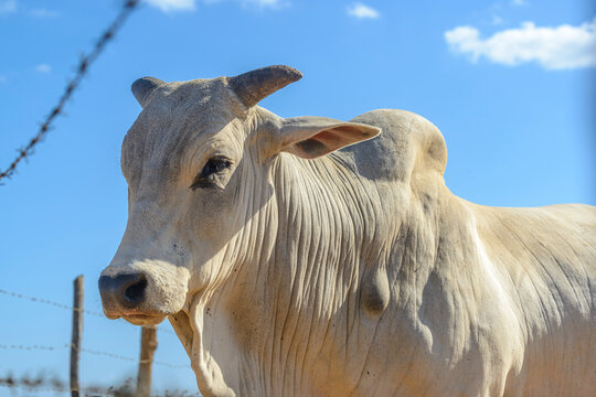 Nellore cattle. Oxen in the foreground. Brazilian livestock. mad cow.