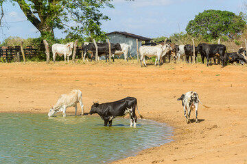 Cattle drinking water in a small lake, in the Caatinga biome in Exu, Pernambuco, Brazil, on October...
