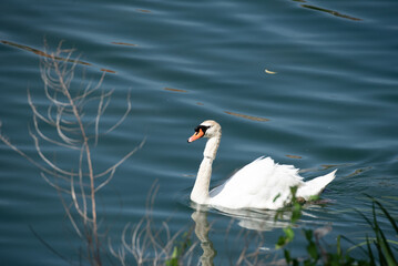 Cygne