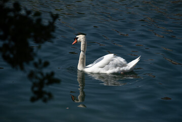 Cygne