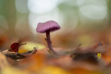 Laccaria amethystina champignon