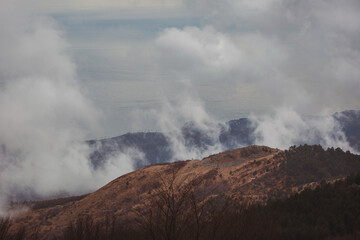 Forest in a foggy day. Landscape of a mystical forest covered with fog.