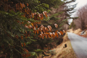 Drops of water after rain on tree branches, selected focus. Forest in a rainy day. Landscape of a mystical forest. Road in a forest.