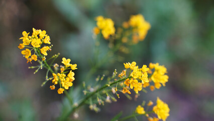 yellow flowers in the garden