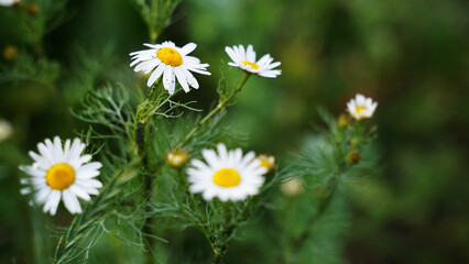 Fototapeta premium Wild flower. Chamomile. Plant, petals