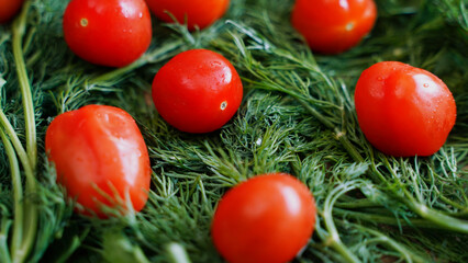 Red tomatoes on fresh dill