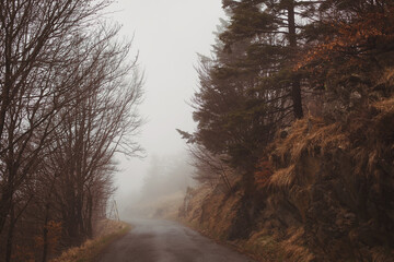Fototapeta na wymiar Forest in a foggy day. Landscape of a mystical rainy forest. Road in a forest.