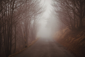Forest in a foggy day. Landscape of a mystical rainy forest. Road in a forest.