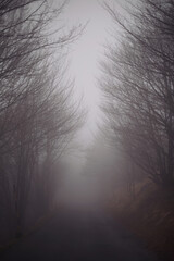 Fototapeta premium Forest in a foggy day. Landscape of a mystical rainy forest. Road in a forest.