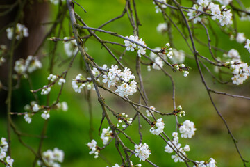 Spring white blossom of plum prunus tree, orchard with fruit trees in Betuwe, Netherlands in april