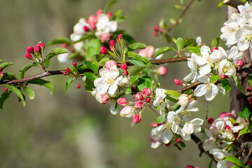 Spring pink blossom of apple trees in orchard, fruit region Haspengouw in Belgium
