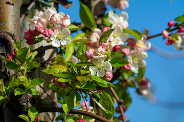 Spring pink blossom of apple trees in orchard, fruit region Haspengouw in Belgium