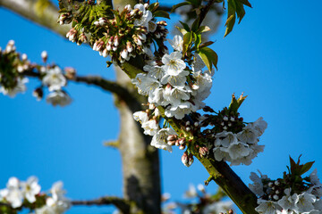 Rows of cherry trees with white blossom in fruit orchard greenhouse with protection sytem from birds in sunny day, Betuwe, Netherlands