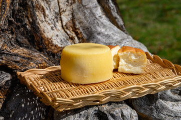 Different Cantabrian cheeses made from cow, goat and sheep melk in farmers cheese shop, Cantabria,...