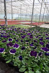 Cultivation of different summer bedding plants, begonia, petunia, young flowering plants,...