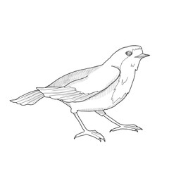 Graphic sketch of Robin bird