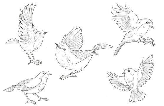 Set of Graphic sketches of Robin bird