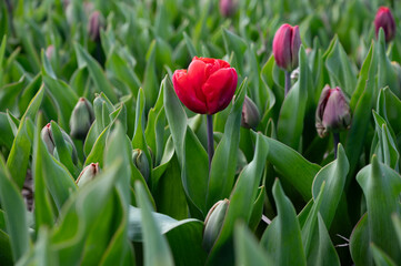 Dutch spring, colorful tulips in blossom on farm fields in april and may near Lisse, North Holland, the Netherlands