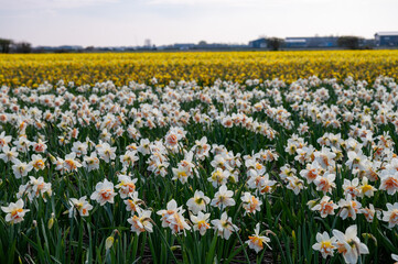 Dutch spring, colorful yellow daffodils in blossom on farm fields in april near Lisse, North Holland, the Netherlands