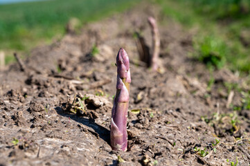 Green asparagus sprouts growing on bio farm field in Limburg, Belgium