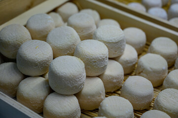 Cheese collection, soft goat French cheese with mold crottin de Chavignol produced near Sancerre, Loire Valley close up