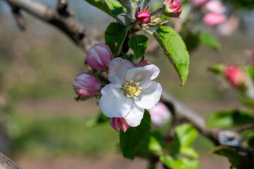 Naklejka na ściany i meble Spring pink blossom of apple trees in orchard, fruit region Haspengouw in Belgium