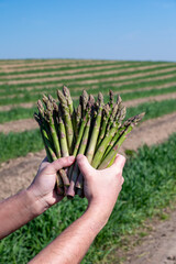 Worker's hands with bunch of green asparagus sprouts growing on bio farm field in Limburg, Belgium