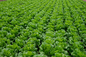 Farm field with rows of young fresh green romaine lettuce plants growing outside under italian sun,...