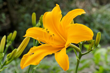 yellow orange lily flower left side