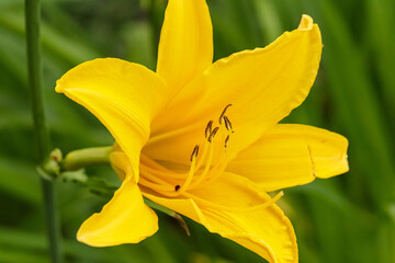 Fototapeta na wymiar yellow orange lily flower right side