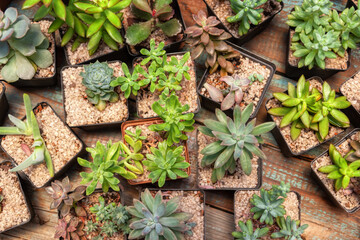 mini cactus always green plants in a nursery, wallpaper design natural element