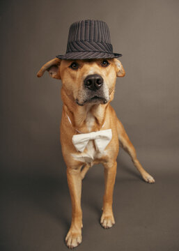 Portrait of a yellow labrador retriever wearing a trilby hat and bow tie