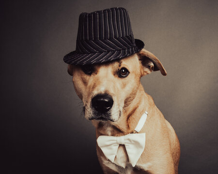 Portrait of a yellow labrador retriever wearing a trilby hat and bow tie