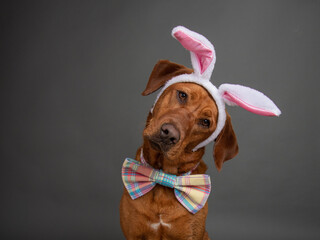 Humorous portrait of a red fox labrador retriever with his head cocked wearing a hairband with Easter bunny ears and a bow tie