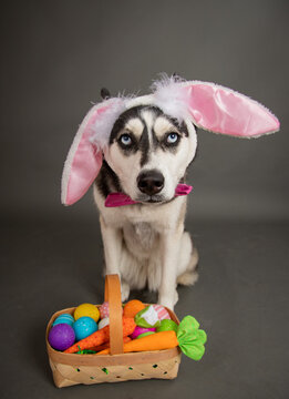 Sad siberian husky dog wearing Easter bunny ears sitting next to a basket filled with painted Easter eggs and carrots