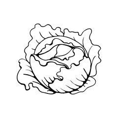 Cabbage head silhouette. Drawing of poison. Vector illustration