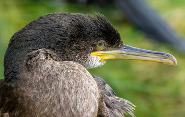 Juvenile Shag seabird close up portrait