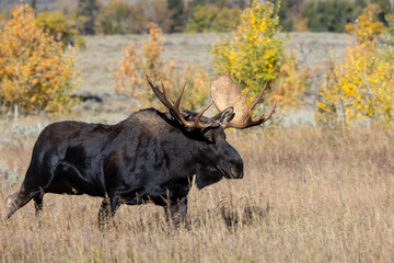 Naklejka na ściany i meble Bull Moose During the Rut in Wyoming in Autumn